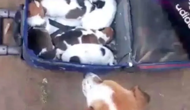 Villa El Salvador: rescatan a perrita y cachorros que vivían en un profundo hoyo [VIDEO]