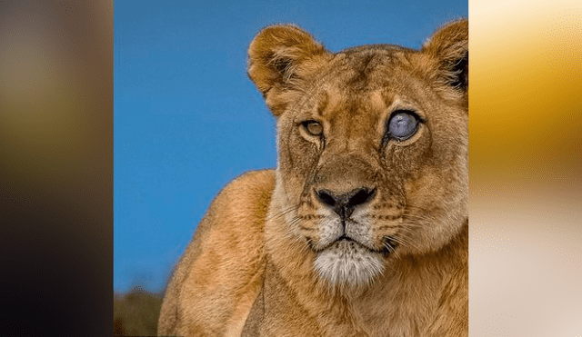 Desliza hacia la izquierda las imágenes del viral de Facebook para que puedas ver el ojo de cristal de una leona en la selva de África.