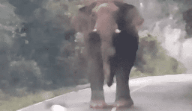 En Facebook, un joven recorría una carretera para cumplir con su jornada laboral, pero fue sorprendido por un gigantesco elefante.
