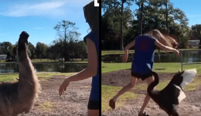 YouTube viral: mujer intenta tomarse foto con ñandú, pero un enfurecido cisne lo arruina todo [VIDEO]