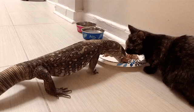 Desliza las imágenes para apreciar la singular amistad entre un felino y un reptil que sorprendió a su dueña.