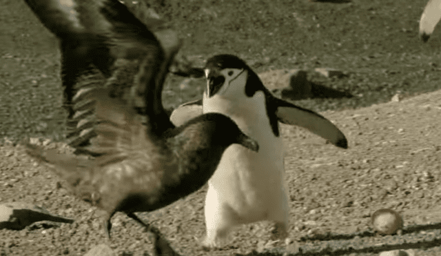 El pingüino se dio cuenta de que habían robado su huevo y se abalanzó contra la skúa. Foto: captura.