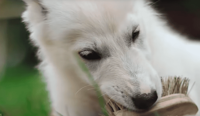 YouTube viral: pensó que su pequeña mascota era un perro, al conocer la verdad queda aterrada [VIDEO]