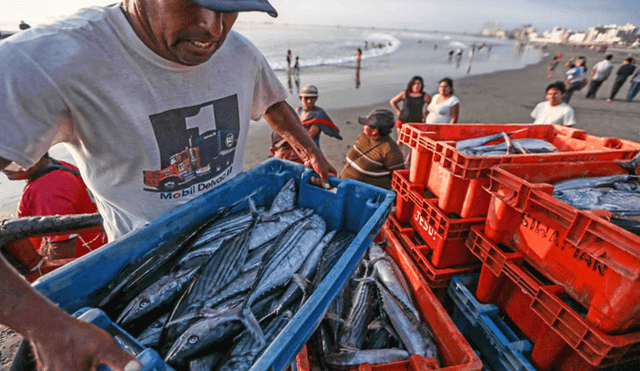 Produce permitirá que embarcaciones artesanales realicen pesca exploratoria de merluza