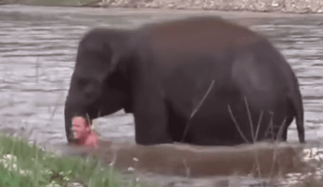 YouTube viral: Elefante se convierte en héroe al socorrer a joven que se ahogaba en profundo río [VIDEO]