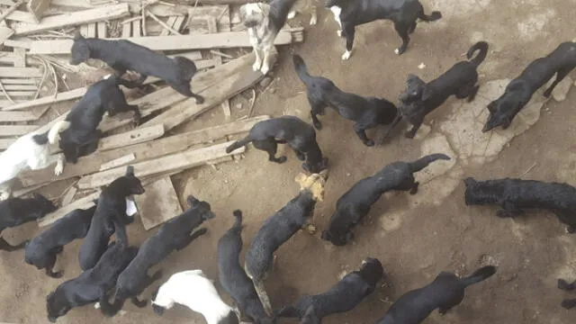 Fiscal archivó denuncia de maltrato animal contra 40 perros
