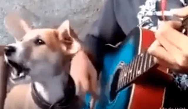 Facebook viral: niño prepara tierna serenata con su perro y conmueven a usuarios [VIDEO]