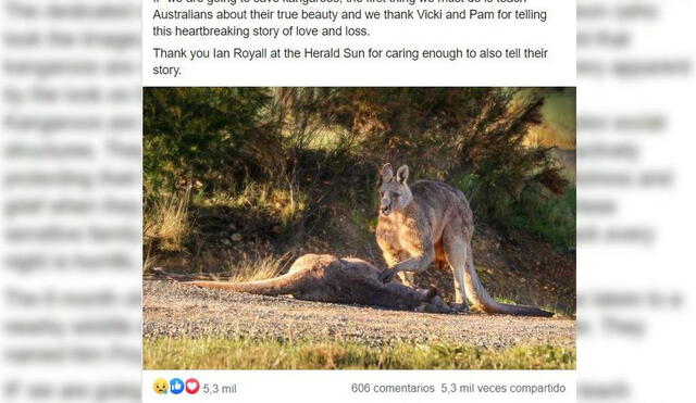 La desgarradora imagen muestra al canguro llorando la muerte de su compañera tras ser atropellada. Foto: Facebook/Pam Rixon/Australian Society for Kangaroos