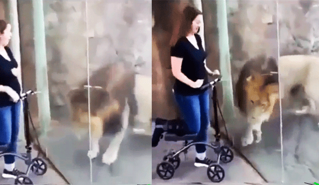 Facebook: fiero león ve a mujer embarazada y su reacción asombra VIDEO]