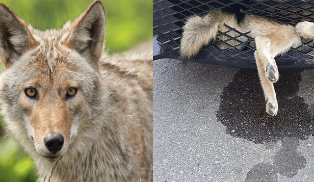Facebook: coyote viajó 34 kilómetros incrustado en la parte delantera del auto que lo atropelló [VIDEO]