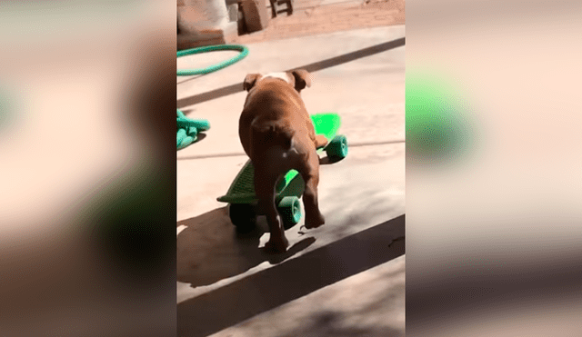 Desliza las imágenes hacia la izquierda para observar el esfuerzo de un perro para aprender a manejar una patineta.