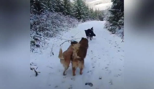 Desliza las imágenes para ver más sobre la graciosa conducta de unos canes al pasear por la nieve. Foto: captura de YouTube