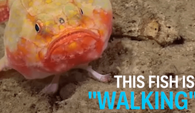 YouTube viral: buzo ingresa al fondo del océano y encuentran a extraño pez con cuatro ‘patas’