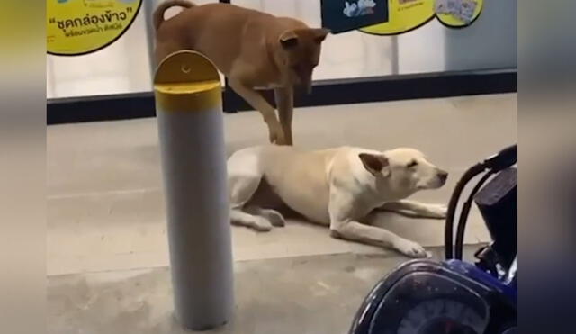 Desliza las imágenes para conocer más detalles sobre esta graciosa escena entre dos perros callejeros. Foto: captura de YouTube