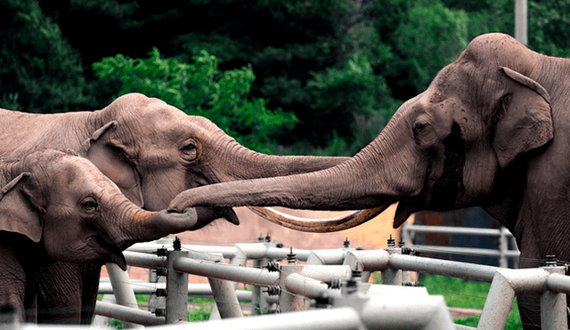 Elefante de 2 toneladas de peso aplasta a su cuidador ante la presencia del público