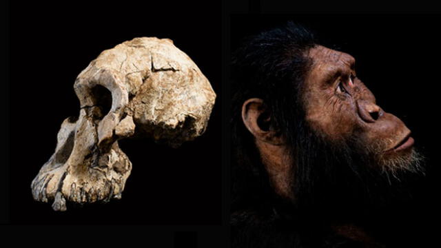 Cráneo encontrado (izquierda) y reconstrucción facial del homínido. Imágenes: Cleveland Museum of Natural History.
