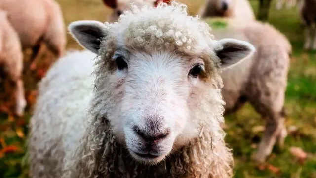 Granjero es condenado tras agredir brutalmente a sus ovejas en la cara [VIDEO]