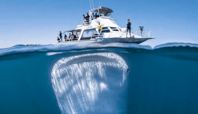 Facebook: Asombro por foto de tiburón ballena debajo de barco con turistas