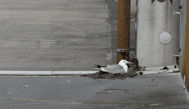 Vecinos de la zona dieron alerta sobre la pequeña ave que no podía moverse. Foto: referencial/Reuters