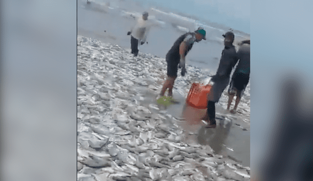 Pobladores cargaron en baldes y camiones a los miles de peces que arrojó el mar en medio del coronavirus. (Foto: Captura)