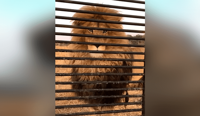 Turista se mete a jaula de feroces leones, sin imaginar que depredadores intentarían devorarlo [VIDEO] 