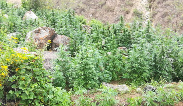 Huacho: destruyen más de una tonelada de marihuana cultivada en cerro