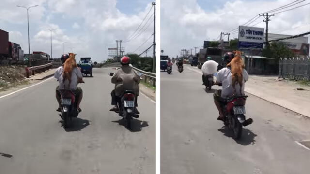 YouTube: valientes perros viajan en moto por calles de Vietnam y asombran a transeúntes [VIDEO]
