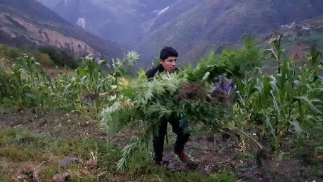 Huánuco: Policía halló más de 43 mil plantones de marihuana [VIDEO]