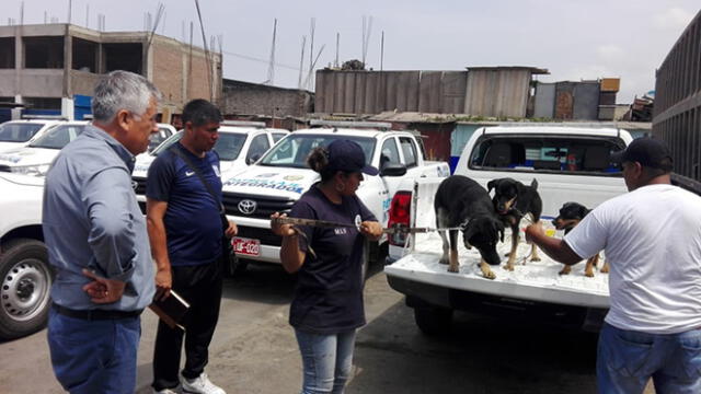 La Victoria: serenos rescatan a tres cachorros atrapados en la Vía Expresa  [VIDEO]