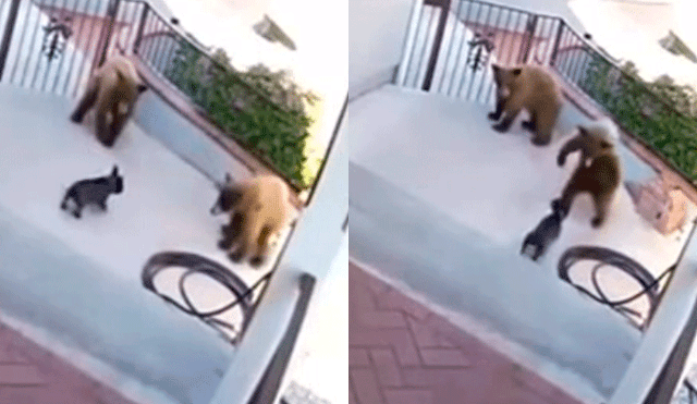 YouTube: Un pequeño perro se enfrenta a dos enormes osos y el final es inesperado [VIDEO]