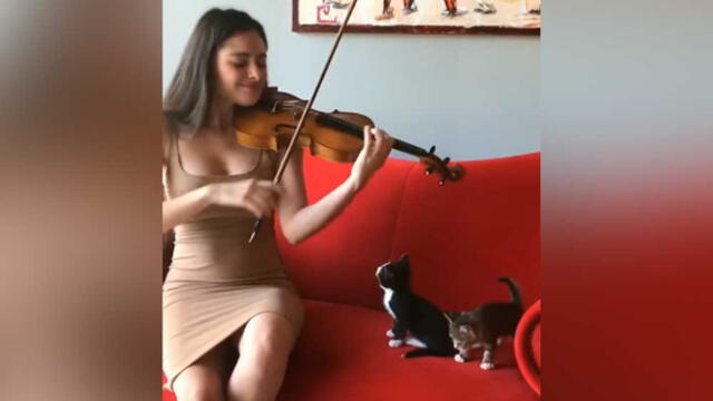 Facebook: gatito tiene curiosa reacción al escuchar a joven violinista [VIDEO]