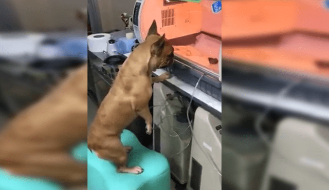 Facebook: Sus cachorros están dentro de incubadora y perra tiene conmovedora reacción [VIDEO]
