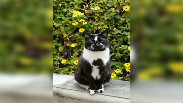 Facebook: Joven capta a su gato al lado de ‘Gokú’, pero curioso detalle llama la atención [FOTO]