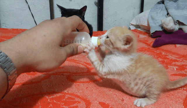 Desliza para ver el radical cambio de este gatito que enamoró a miles en Facebook. Foto: Captura.