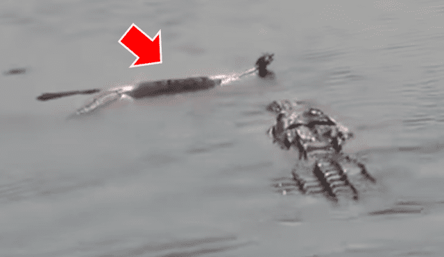 Un turista quedó aterrado al grabar en un video viral de YouTube el brutal enfrentamiento entre una anaconda y un cocodrilo en un caudaloso río del Amazonas.