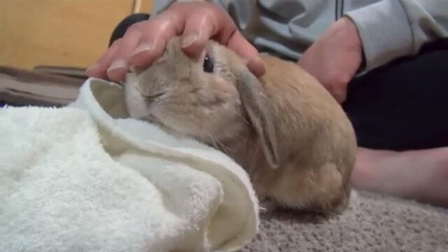 Facebook: Conejo engreído tiene increíble reacción cuando su dueña deja de acariciarlo