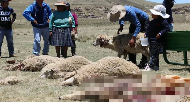 Jauría de perros callejeros devora más de 10 ovejas en comunidad de Cusco [FOTOS]