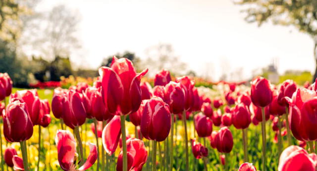 Los tulipanes son uno de los símbolos de Holanda. Foto: Unplash