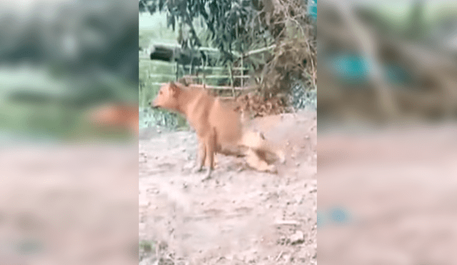 En YouTube, un chico se preocupó al observar a un perro que no podía caminar, pero fue ‘troleado’ de la peor forma.