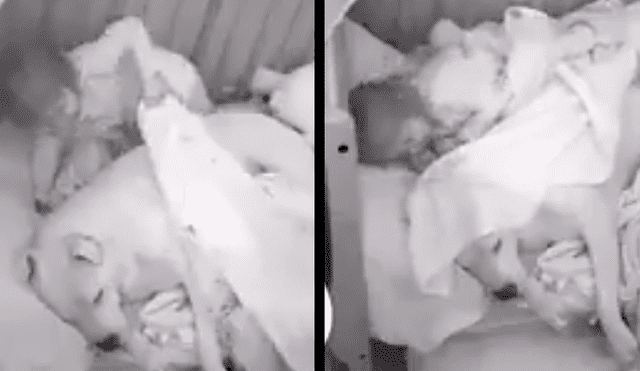 Facebook: Bebé es captado en conmovedor acto cuando duerme con su mascota [VIDEO] 