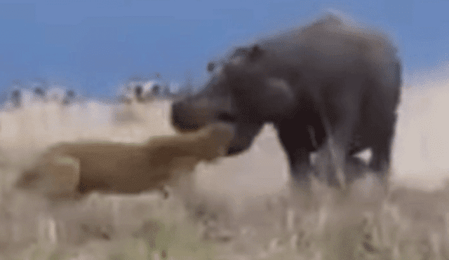 YouTube: Leona intentó cazar a un hipopótamo pero fue una terrible idea [VIDEO]