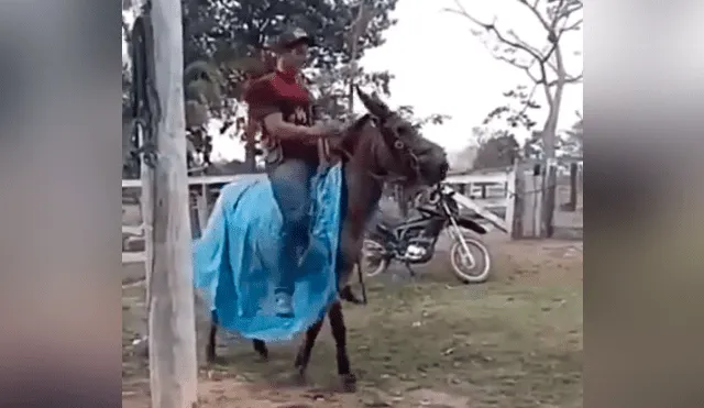 Facebook viral: chico confunde mula salvaje con caballo, se monta y pasa vergüenza [VIDEO] 