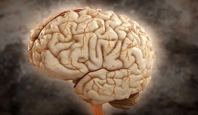 La exploración del cerebro conllevaría a mejorar tecnologías de inteligencia artificial | Fotocaptura: Nat Geo
