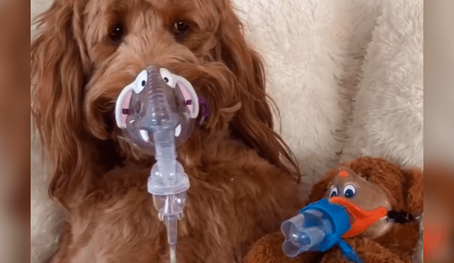 Facebook: perro tuvo miedo de usar inhalador hasta que el veterinario tuvo una brillante idea