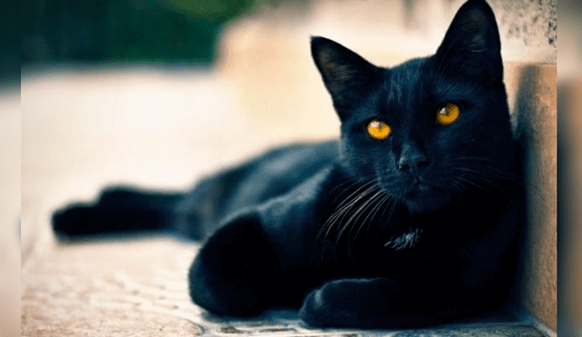 ‘Negrito’, tenía cuatro años y se ha convertido en el primer caso confirmado de gato con coronavirus en España.