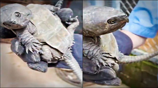 Encuentran en China una tortuga con extrañas características: cabeza con pico de águila y cola de cocodrilo. (Foto: CGTN)