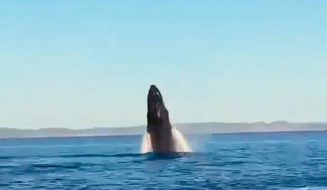 Padre e hija se sorprendieron con las acrobacias de las ballenas. Foto: Captura/Twitter/RexChapman