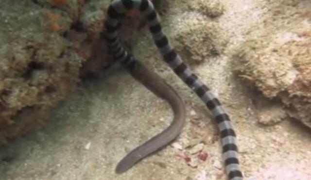 YouTube: serpiente se traga a otra de su tamaño en impresionante video viral