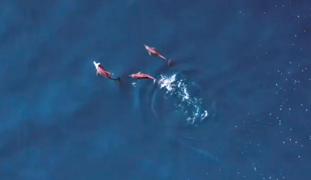 Los delfines compartieron un pez antes de tener sexo con la hembra. Foto: YouTube/@Whales of Guerrero