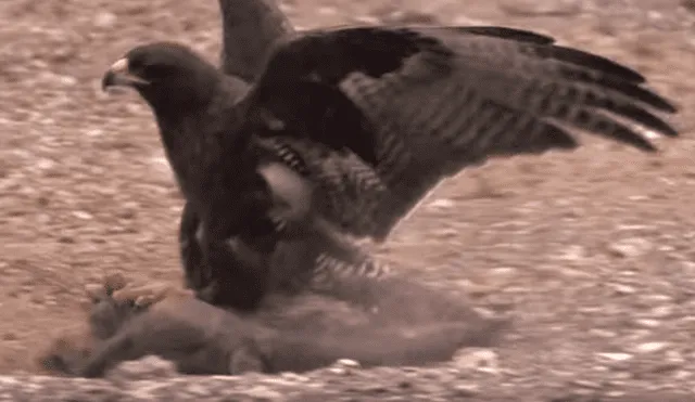 Una voraz águila atacó brutalmente a criatura en desierto.